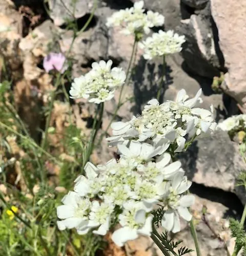 Adria Garden Apartmán Baška