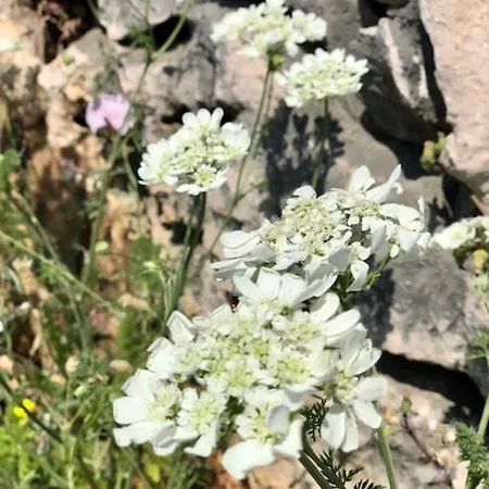 Adria Garden Apartmán Baška